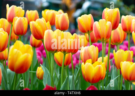 Tulip flowers in garden . Couleur orange et rose . Banque D'Images