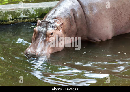 Un hippopotame dans l'eau Banque D'Images