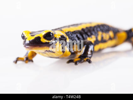 Fire salamander - isolé Banque D'Images