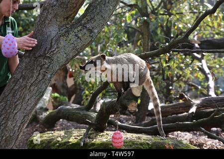 Easter Treats at ZSL London Zoo 18/4/2019 Banque D'Images