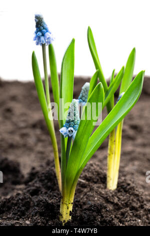 Fleurs muscari colorée sur le sol. Banque D'Images