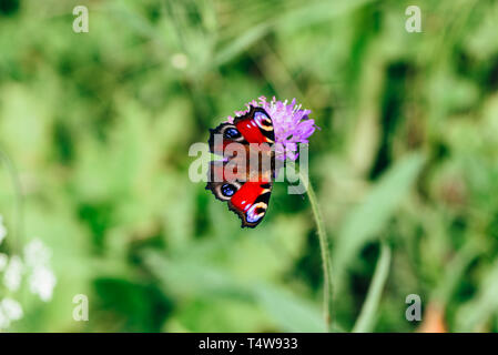 Aglais io ou européenne peacock butterfly assis sur la fleur rose Banque D'Images