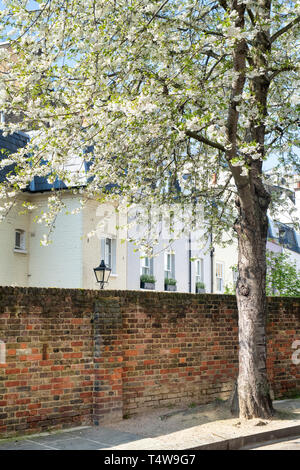 Japanese cherry blossom tree et Londres maisons dans Kynance Mews, South Kensington, Londres, SW7. L'Angleterre Banque D'Images