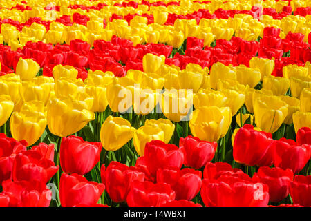 Rangées de couleurs vives en fleurs tulipes jaune et rouge en plein soleil au printemps dans les jardins de Keukenhof, Pays-Bas Banque D'Images