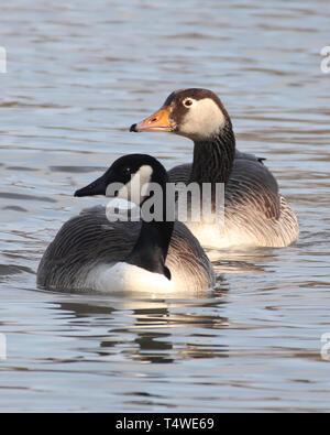 Un canard sur l'eau à bord de l'eau conservation park at Waters Edge Barton upon Humber, Lincolnshire du Nord, Royaume-Uni Banque D'Images