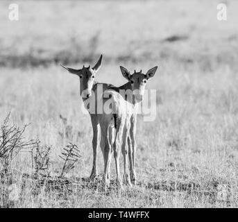 Une paire de veaux bubale rouge dans le sud de la savane africaine Banque D'Images