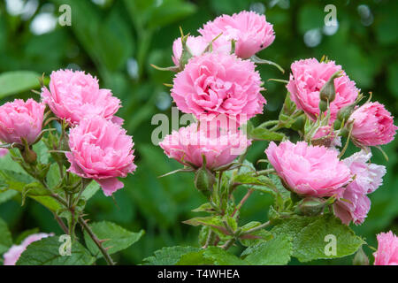 France : Rose, Rosa 'Pink Grootendorst' Banque D'Images