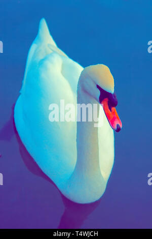 Cygne muet dit plus beaux oiseaux Regal parce qu'il révèle de manière efficace et surtout fether nage. Portrait swan s/n Banque D'Images