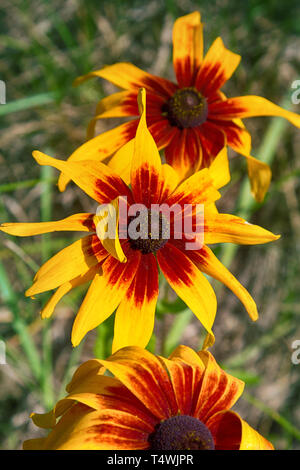 Florescence de rudbeckia rouge (l'échinacée, black-eyed Susan) dans la région de flower bed. Fleurs d'Amérique du Nord Banque D'Images