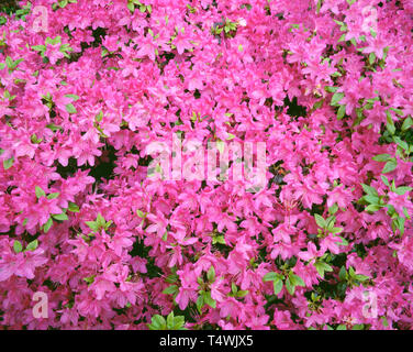 USA (Oregon, Portland, Crystal Springs Jardin Rhododendron, Azalea (Rhododendron spp.) en fleur, cultivé. Banque D'Images