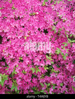 USA (Oregon, Portland, Crystal Springs Jardin Rhododendron, Azalea (Rhododendron spp.) en fleur, cultivé. Banque D'Images