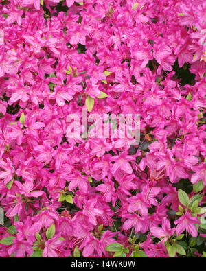 USA (Oregon, Portland, Crystal Springs Jardin Rhododendron, Azalea (Rhododendron spp.) en fleur, cultivé. Banque D'Images