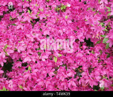 USA (Oregon, Portland, Crystal Springs Jardin Rhododendron, Azalea (Rhododendron spp.) en fleur, cultivé. Banque D'Images