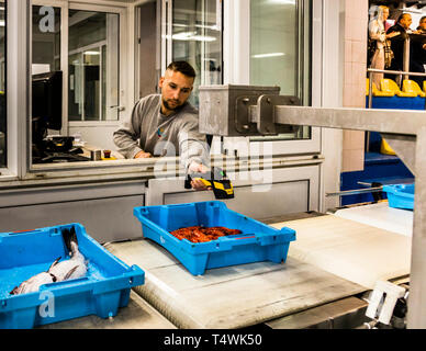 Vente aux enchères de poissons catalanes à Palamós, Catalunya, Espagne. L'encanteur sur son lieu de travail: Peser, scanner, fixer le prix et la vente aux enchères des prix en baisse commence Banque D'Images