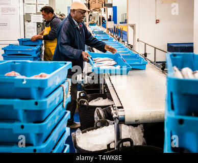 Vente aux enchères de poissons catalanes à Palamós, Catalunya, Espagne. Mettre sur la courroie. La case est marquée du nom du bateau de pêche et de l'indication du type de poisson et de la zone de pêche Banque D'Images