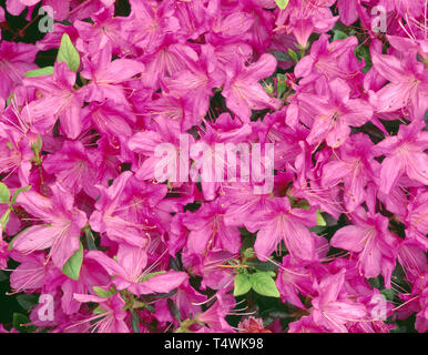 USA (Oregon, Portland, Crystal Springs Jardin Rhododendron, Azalea (Rhododendron spp.) en fleur, cultivé. Banque D'Images