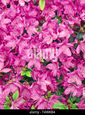 USA (Oregon, Portland, Crystal Springs Jardin Rhododendron, Azalea (Rhododendron spp.) en fleur, cultivé. Banque D'Images