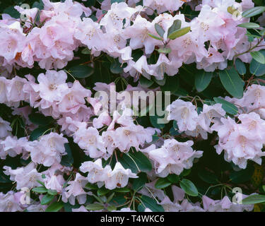 USA (Oregon, Portland, Crystal Springs RHODODENDRON Rhododendron, le jardin (Rhododendron spp.) en fleur, cultivé. Banque D'Images