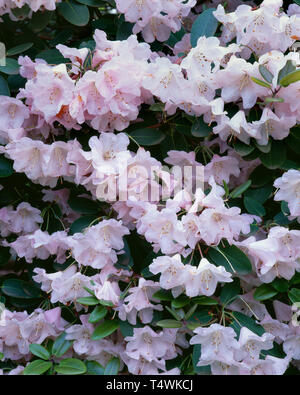 USA (Oregon, Portland, Crystal Springs RHODODENDRON Rhododendron, le jardin (Rhododendron spp.) en fleur, cultivé. Banque D'Images