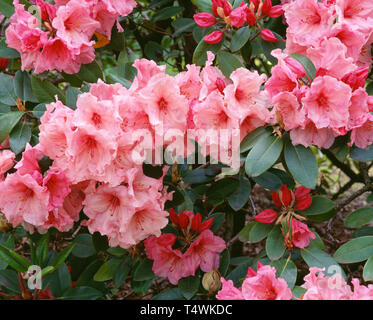 USA (Oregon, Portland, Crystal Springs RHODODENDRON Rhododendron, le jardin (Rhododendron spp.) en fleur, cultivé. Banque D'Images