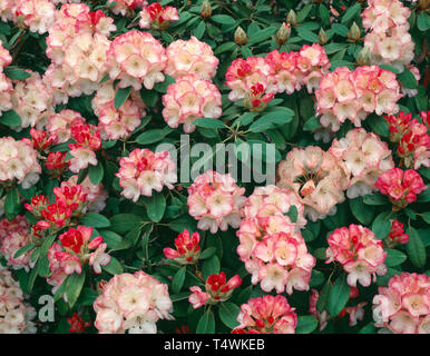 USA (Oregon, Portland, Crystal Springs RHODODENDRON Rhododendron, le jardin (Rhododendron spp.) en fleur, cultivé. Banque D'Images