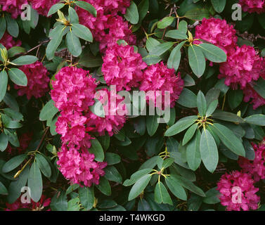 USA (Oregon, Portland, Crystal Springs RHODODENDRON Rhododendron, le jardin (Rhododendron spp.) en fleur, cultivé. Banque D'Images