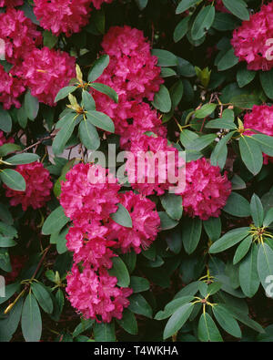 USA (Oregon, Portland, Crystal Springs RHODODENDRON Rhododendron, le jardin (Rhododendron spp.) en fleur, cultivé. Banque D'Images