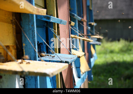 Les abeilles à la ruche vole dans rseason été Banque D'Images