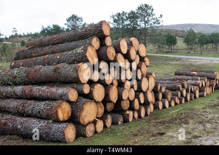 Des troncs d'arbres empilés dans les bois près de la route Banque D'Images