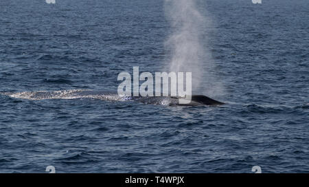 Rorqual bleu Balaenoptera musculus, vu du bateau d'observation des baleines, près de Marissa. Le Sri Lanka. Banque D'Images