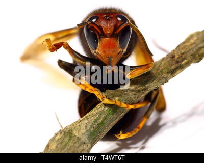 Vue rapprochée de la tête de hornet Vespa crabro velutina macro Banque D'Images