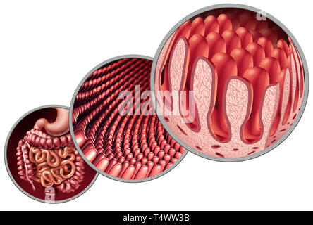 Villosités intestinales comme doublure de l'intestin avec capillaire microscopique comme un concept médical anatomie d'une maladie auto-immune comme la digestion et troubles gastro-intestinaux. Banque D'Images