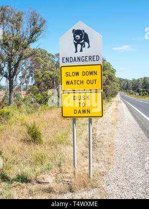 Diable de Tasmanie une pancarte à côté de la route B82 dans le nord de la Tasmanie, en Australie. Banque D'Images