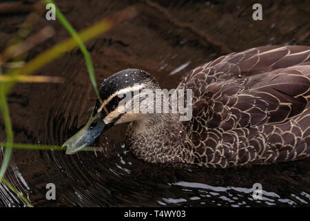 Un Canard noir du Pacifique à la recherche de nourriture au Blue Lake dans la matinée près de grottes de Jenolan, Parc National de Blue Mountains, Sydney, Australie En avril 201 Banque D'Images