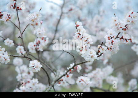 Branches de l'arbre à fleurs abricot, close-up Banque D'Images