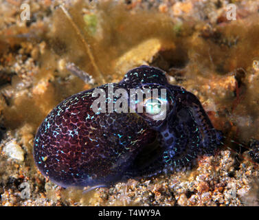 Bobtail Squid Euprymna Berrys (berryi). Anilao, Philippines Banque D'Images