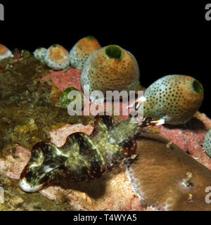 Nudibranche vert non identifié sur le récif. Anilao, Philippines Banque D'Images