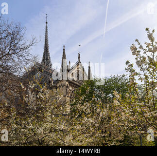 Paris / France - 05 avril 2019. La Cathédrale Notre Dame dans les arbres en fleurs. Avant l'incendie Banque D'Images