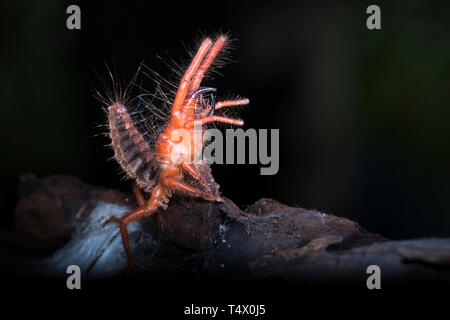 Camel spiders - Paragaleodes heliophilous sont grandes d'arachnides généralement en habit chaud et habitats arides. Solifuges sont agressifs chasseurs. Banque D'Images