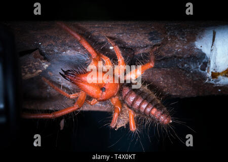 Camel spiders - Paragaleodes heliophilous sont grandes d'arachnides généralement en habit chaud et habitats arides. Solifuges sont agressifs chasseurs. Banque D'Images