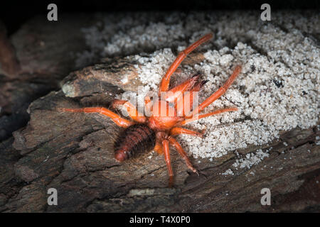 Camel spiders - Paragaleodes heliophilous sont grandes d'arachnides généralement en habit chaud et habitats arides. Solifuges sont agressifs chasseurs. Banque D'Images