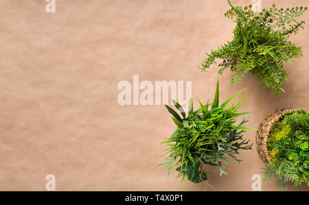 Différentes plantes vertes en pots, en vue d'en haut Banque D'Images