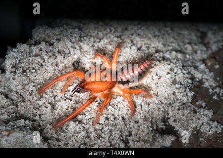 Camel spiders - Paragaleodes heliophilous sont grandes d'arachnides généralement en habit chaud et habitats arides. Solifuges sont agressifs chasseurs. Banque D'Images