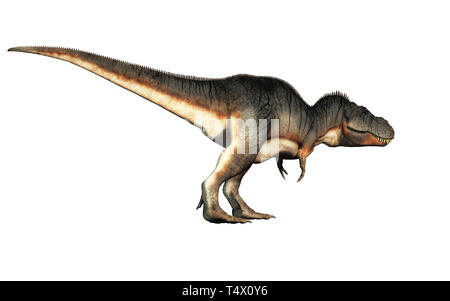 Un tyrannosaurus rex se trouve sur un fond blanc. Dinosaure carnivore le plus populaire, ce prédateur a vécu durant la période du Crétacé. Banque D'Images