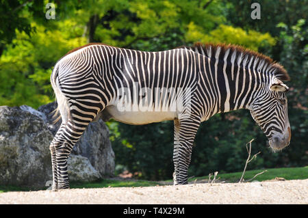 Zèbre de Grévy, zèbre impérial, Grevyzebra, zèbre de Grévy, Equus grevyi, Grévy-Zebra, Afrique Banque D'Images
