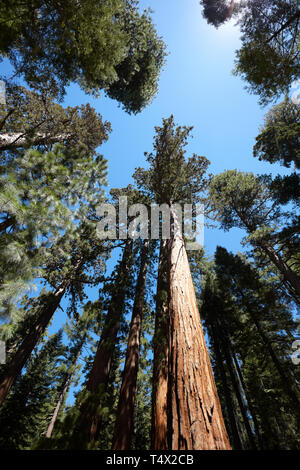 Le Séquoia géant, Mariposa Grove, Yosemite, en Californie, l'Amérique. Banque D'Images