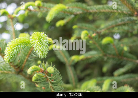 Les jeunes branches et les jeunes bourgeons de l'épinette dans le milieu naturel les aiguilles de l'épinette d'arbres et de flou. Banque D'Images