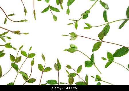 Floral frame fait de branches et de feuilles vert printemps, isolé sur fond blanc. Banque D'Images