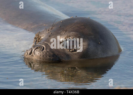 L'Éléphant de mer, phoque (Mirounga leonina) reposant dans tide pool, Peninsula Valdes, l'Argentine, les mouches sur les yeux Banque D'Images