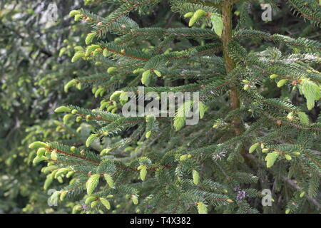 Les jeunes branches et les jeunes bourgeons de l'épinette dans le milieu naturel les aiguilles de l'épinette d'arbres et de flou. Banque D'Images